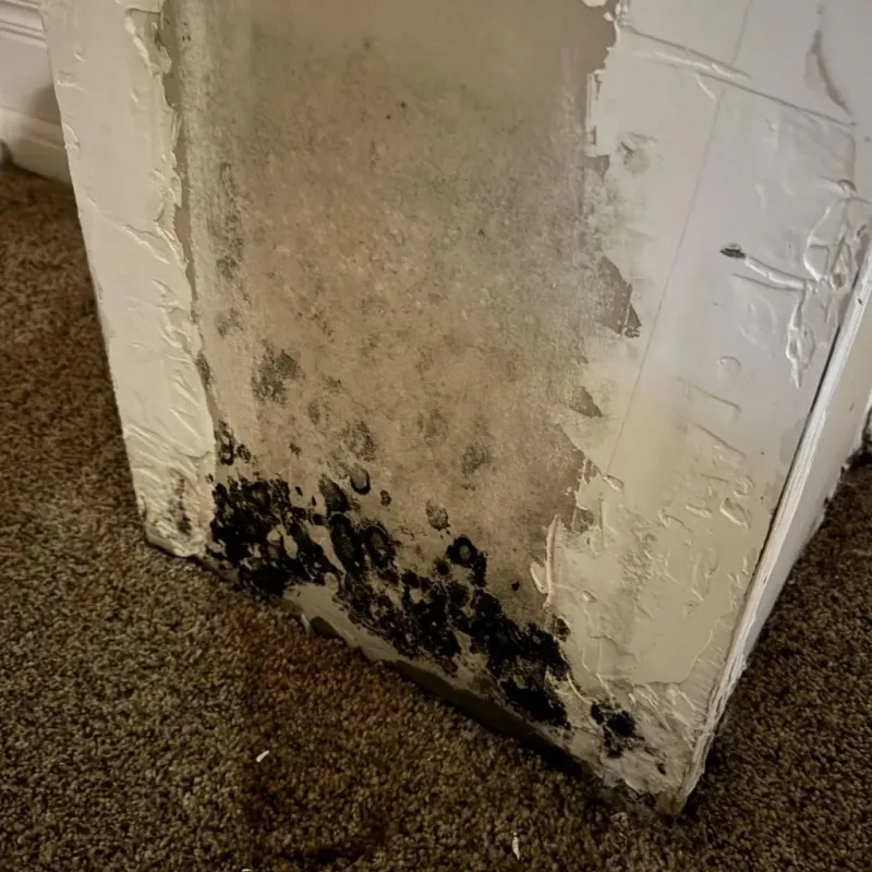 Professional Mold Removal in Saint Paul, NE